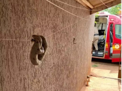 Jiboia de um metro é encontrada no varal de residência