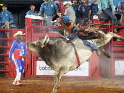 Dourados Festa do Peão de Boiadeiro de 5 a 8 de outubro