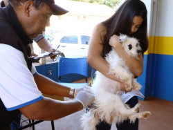 Bairros recebem campanha de vacinação antirrábica neste sábado