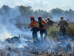 Bombeiros buscam por animais silvestres em áreas atingidas pelo fogo