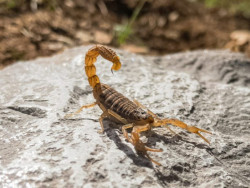 Temperaturas acima da média favorecem casos de acidentes com escorpiões
