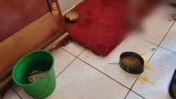 Casal é preso mantendo filhos alimentados com ração de cachorro