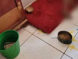 Casal é preso mantendo filhos alimentados com ração de cachorro