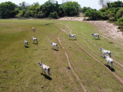 Fazendeiro de MS é atuado em R$ 231 mil por deixar gado morrer de fome