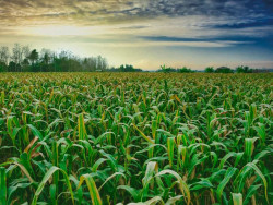 Renato pede assistência para pequenos produtores de milho