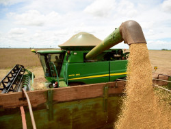 MS não é só boi, mas economia ainda depende muito da soja