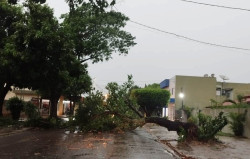 Temporal com vento de quase 50 km por hora derruba árvores em Dourados