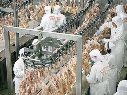 Após MS controlar gripe aviária, Japão encerra embargo às exportações