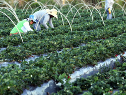 Plataforma do Desenrola renegociará dívidas de agricultores familiares