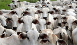 Atualização cadastral e declaração do rebanho começa nesta quarta-feira