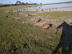 Capataz é preso por envenenar e matar a tiros 9 capivaras em fazenda