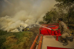 Incêndio no Pantanal tem cenário de animais em fuga e muita ventania