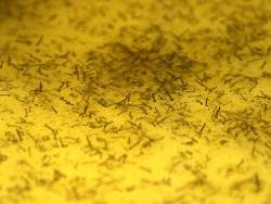 Alerta: Casos de dengue crescem em Mato Grosso do Sul