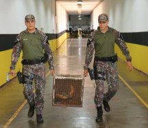 Curicaca com asa machucada faz pouso dentro de presídio
