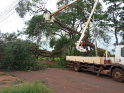 Árvore de grande porte cai e interdita Coronel Ponciano