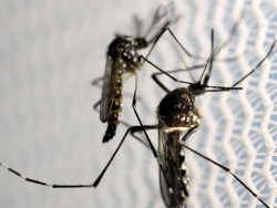 Brasil é país com mais casos de dengue no mundo, mostra OMS