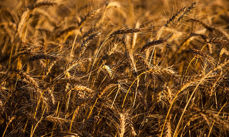 A área total a ser colhida teve alta de 3,9% em relação ao ano passado e chegou a 68 milhões de hectares. Imagem: (R