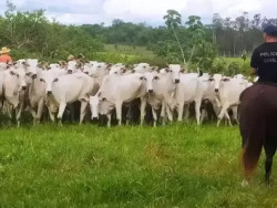 Força tarefa recupera na fronteira rebanho roubado no Paraguai