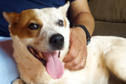 Último dia para inscrição no Programa Municipal de Castração de Cães e Gato