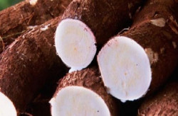 MS lidera exportação de fécula de mandioca com 23 mil toneladas