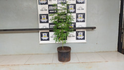 Guarda encontra pé de maconha em terreno no Altos do Indaiá