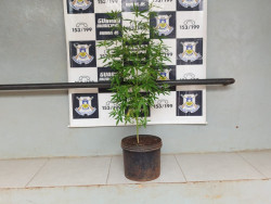 Guarda encontra pé de maconha em terreno no Altos do Indaiá