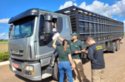 APP premiado da Iagro tem adesão de 67% dos transportadores de animais