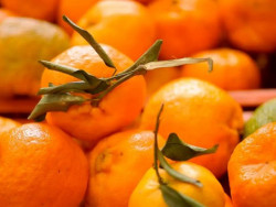 Iagro alerta sobre riscos na compra de mudas irregulares em MS