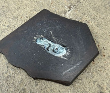 Receita Federal apreende 118 quilos de prata em transportadora