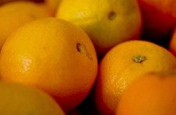 Iagro alerta sobre perigo na compra de mudas irregulares