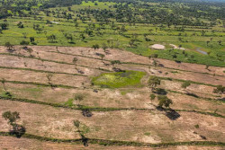 Lei do Pantanal prevê embargo de fazenda por desmatamento em MS