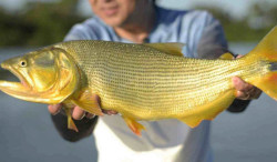 Projeto que proíbe a pesca do Dourado por mais 5 anos será votado hoje