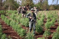 Senad e PF iniciam nova ofensiva contra lavouras de maconha na fronteira