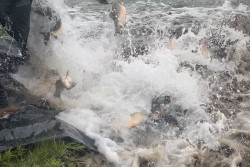 Parques Antenor Martins e Rego D’Água recebem 3,5 toneladas de peixes