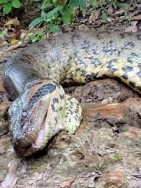 Sucuri mais famosa do mundo morreu de causas naturais, aponta perícia