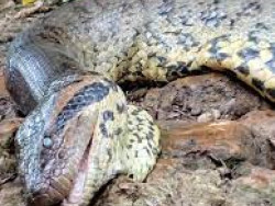 Sucuri mais famosa do mundo morreu de causas naturais, aponta perícia