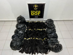 DOF apreende 44 quilos de cabelo humano de origem boliviana