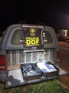 Adolescente é apreendido pelo DOF quando seguia com skunk em ônibus