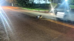 Capivara atropelada em Dourados traz alerta de riscos para motoristas