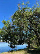 Temperatura volta a subir em Dourados e semana deve registrar 37°C