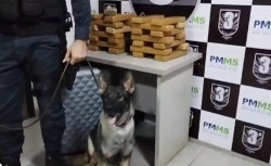 Com cão farejador, PM encontra maconha em mala e prende homem e mulher