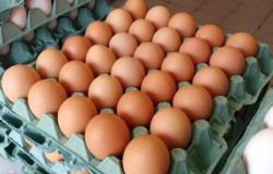 MS pode se tornar um dos maiores produtores de ovos do país