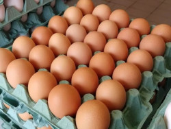MS pode se tornar um dos maiores produtores de ovos do país