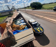 Caminhão que saiu de Dourados levava 9,4 toneladas de maconha