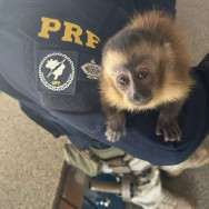 PRF flagra tráfico de animal silvestre em rodovia de MS