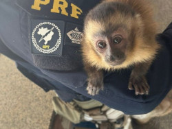 PRF flagra tráfico de animal silvestre em rodovia de MS