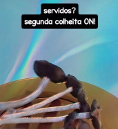 Traficante que vendia drogas sintéticas pelo Instagram é preso