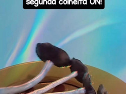 Traficante que vendia drogas sintéticas pelo Instagram é preso