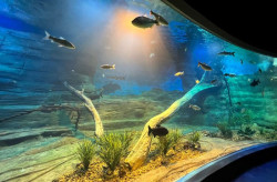 Dia Internacional da Biodiversidade será celebrado com evento no Bioparque