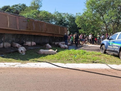 Polícia investiga se porcos foram esquartejados vivos após caminhão tombar